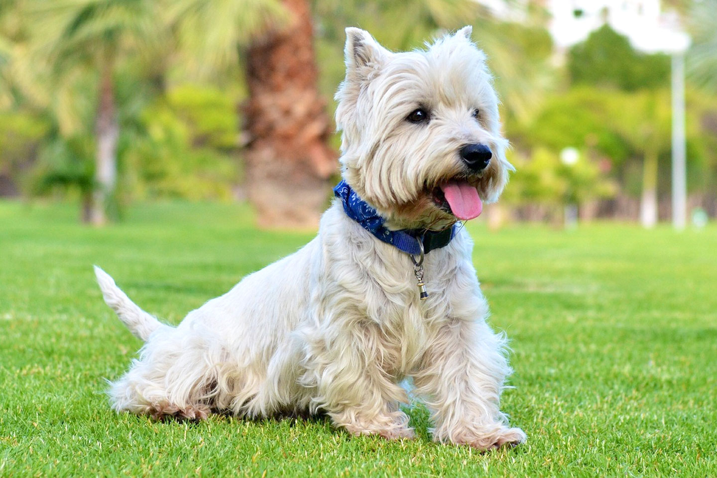 lavaggio e toelettatura cani a rosignano solvay